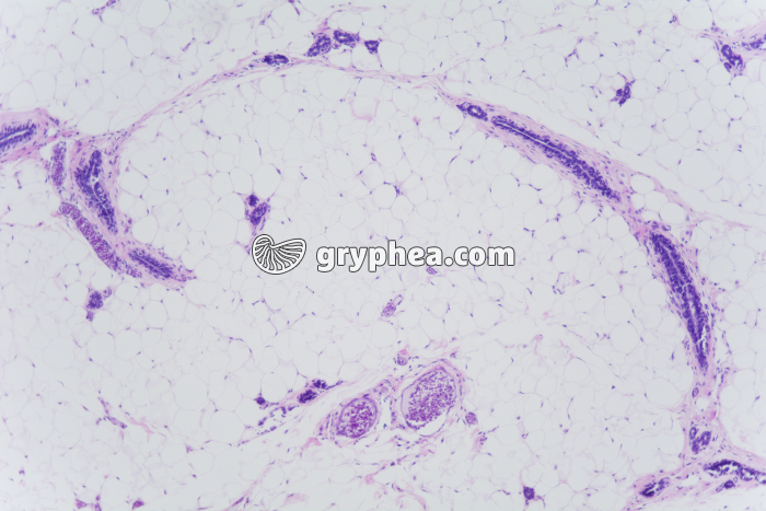 Glande mammaire au repos x25 - gryphea.com